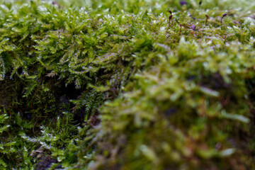 Moss covering ground in forest during overcast day