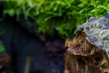 Part of an old stump covered with moss. Blurred background