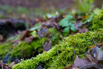 Green moss grows on damp ground with fallen leaves in a forest setting during autumn