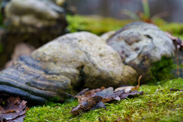Stones and leaves on green moss during a cloudy day in the forest