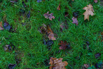 Leaves of different colors scattered on green grass in a park during early autumn