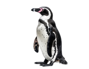 Penguin in profile against transparent background