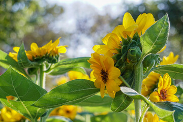 Beautiful yellow of Sunflower, among green leaves and soft blurred style for background, selective focus point.