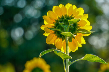 Beautiful yellow of Sunflower, among green leaves and soft blurred style for background, selective focus point.
