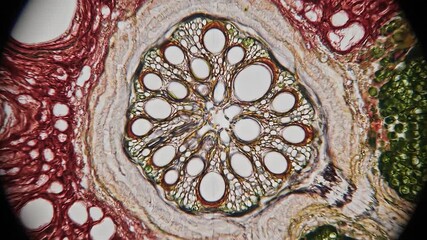 Detailed microscopic crosssection revealing the intricate vascular bundles and cellular architecture of a plant stem showcasing the complex biological structure essential for scientific study and bot.