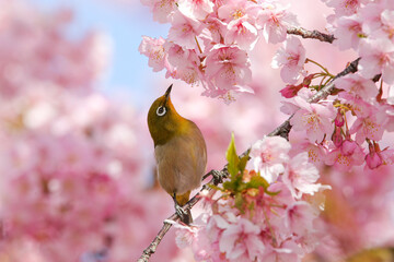 かわいいメジロと桜