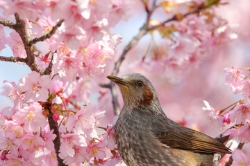 桜と野鳥