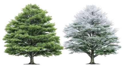 Two same cedar trees side by side one representing summer one winter on transparent background
