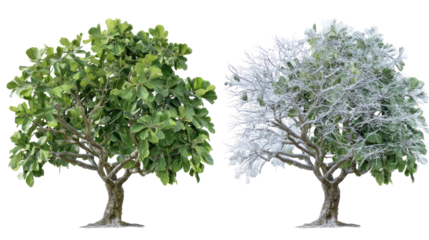 Two same fig trees side by side one representing summer with green leaves on transparent background
