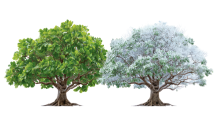 Two same fig trees side by side one representing summer with green leaves on transparent background