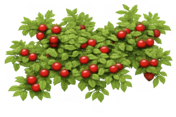 Lush green bush with abundant red berries, representing fresh organic food and natural growth on a transparent background