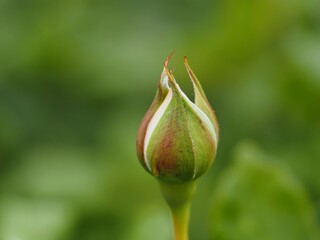 アイボリー色のバラ　しずく　つぼみ