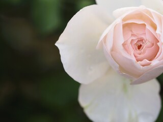 アイボリー色のバラ　しずく