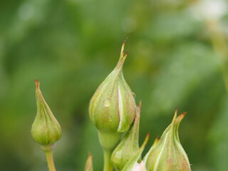 アイボリー色のバラ　しずく　つぼみ