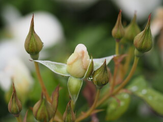 アイボリー色のバラ　しずく　つぼみ