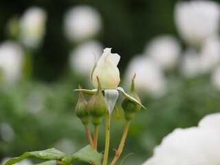 アイボリー色のバラ　しずく　つぼみ