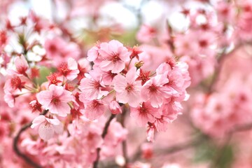 Fototapeta premium Soft Pink Sakura Bloom Clusters, Natural Spring Floral Background