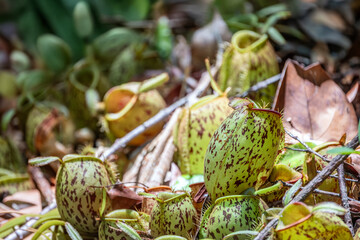 Ground growing Pitcher Plants (Nepenthes ampullaria) along the Kinabatangan River, Sabah, Borneo, Malaysia