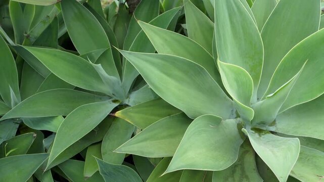 Close-up footage of agave attenuata plants with layered green leaves in a tropical garden. Natural foliage texture, calm outdoor scene, ideal for nature, landscaping, and eco theme background