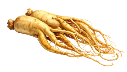 Two pale-yellow, fleshy roots with multiple thin roots extending. The roots are arranged at an angle against a transparent background