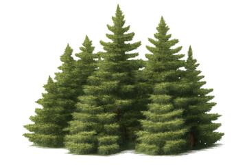 Obraz premium Evergreen fir trees forming a forest cluster, lush green foliage on transparent background, symbolizing nature and vitality