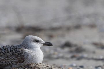 Great back backed gull resting on the sand