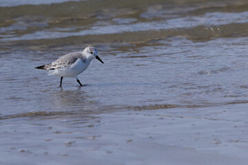 Sanderling hunting in waves and sand