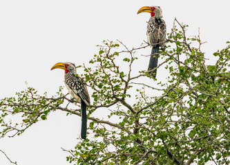 Kruger national Park SA -  Hornbills © Andres