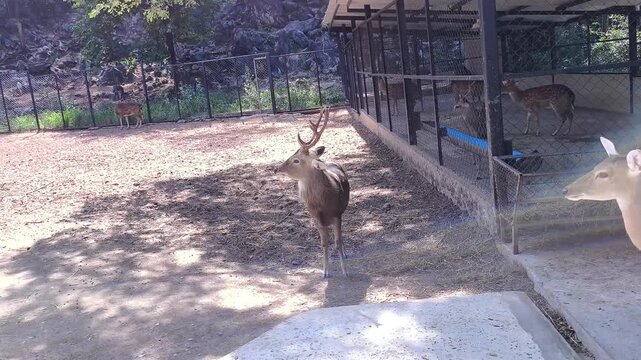 A majestic hart with impressive antlers stands alert in sunny zoo while other deer are visible in the background and a fenced area