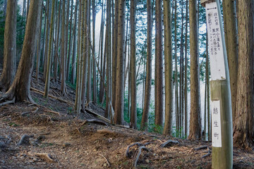 日本：大平山／埼玉県越生町・1月