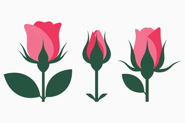 Three pink roses with green leaves in different stages of bloom on white background