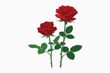 Two red roses with green leaves on white background  floral illustration