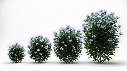 Fototapeta premium Four blue flowering bushes in increasing size on white background plant growth