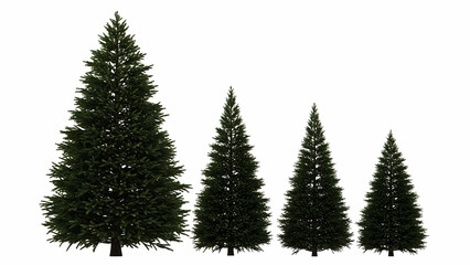 Obraz premium Four dark green evergreen trees of varying sizes on white background pine spruce