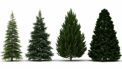 Fototapeta premium Four green coniferous trees of varying shapes and sizes on white evergreen pine