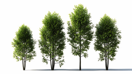 Four green leafy trees with dark brown trunks on white background foliage nature