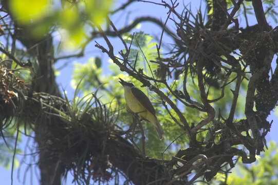 Benteveo, Pitangus Sulphuratus  de la Plaza Alberdi, Tucum&aacute;n, Argentina