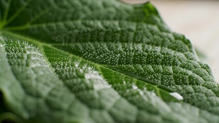 Captivating closeup of a vibrant green leaf showcasing intricate natural textures and delicate water droplets glistening on its surface highlighting the beauty and freshness of organic plant life in .