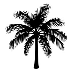 palm tree silhouette