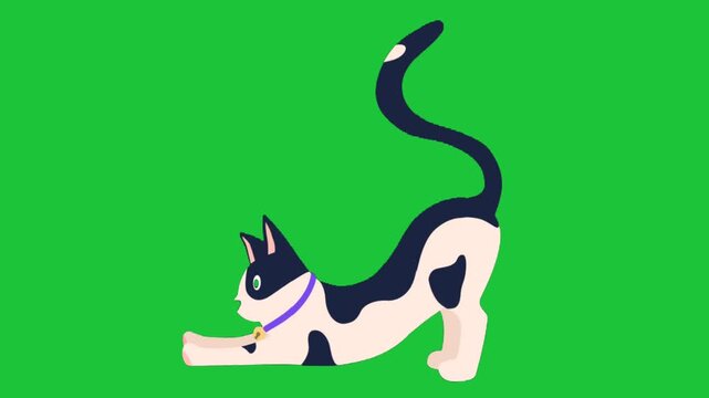 Playful black and white cat with purple collar and gold bell stretching on green screen background, dynamic minimal design