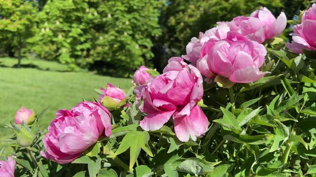 Peony tree pink blossoming shrub in spring.