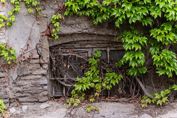 Old brick house covered with creeping ivy plant