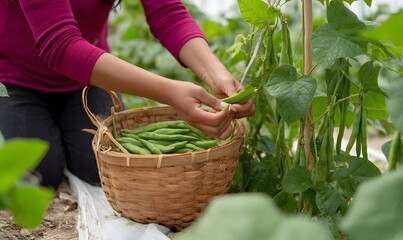 Fototapeta premium a kidney bean planting and picking scene in a vegetable greenhouse. A farmer
