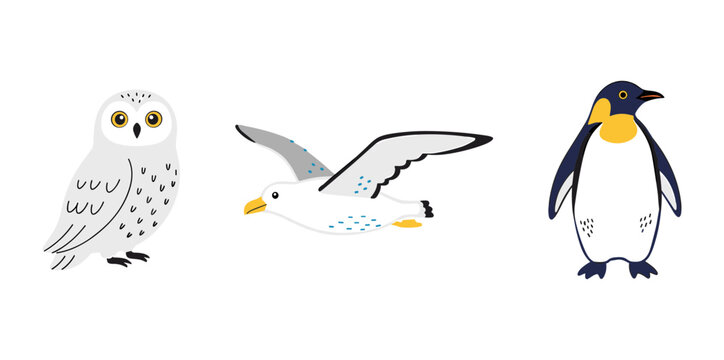 Set of three different birds including a white snowy owl a flying seagull and a standing emperor penguin on white background