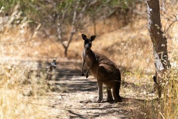 Wild Kangaroos Resting and Moving Through Dry Australian Bushland