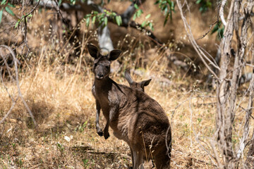 Wild Kangaroos Resting and Moving Through Dry Australian Bushland