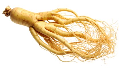 Close-up studio shot of a raw, beige-colored root with numerous fine, thread-like roots extending downwards, showing intricate details