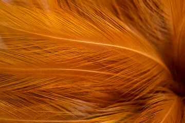 Close-up of soft orange feathers texture background,Macro shot of delicate orange bird feathers...