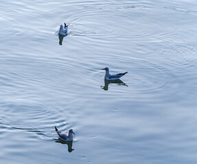 Gull birds on the river surface
