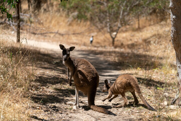 Wild Kangaroos Resting and Moving Through Dry Australian Bushland